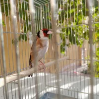 سهره دهندار لربخون ۵ دهن ول ولدار دهن زنگی|پرنده|پرند, فاز ۶|دیوار