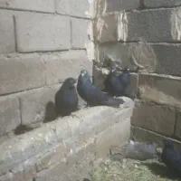 سیاه فقط فروش یک جا