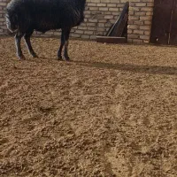 باسلام یه شیشک قوچ دلبر سبز کبود بره پارسال هستش