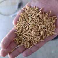 فروش بذربرنج