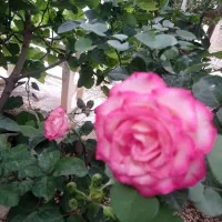 خانه ویلایی اجاره ای درسراب قلعه شاهین|اجارهٔ خانه و ویلا|قلعه شاهین, |دیوار