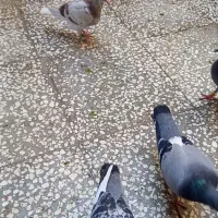 کبوتر