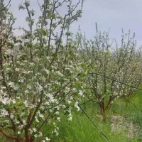 باغ-درکاظم-آباد