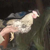 خروس سه عدد