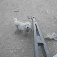 یک عدد سگ ماده نژاد خوب ۵۰۰ تومان|سگ|نجف‌آباد, کهریزسنگ|دیوار