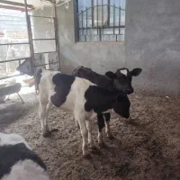 سه راس گوساله نر