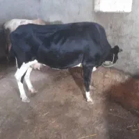 گاو‌چالوسی‌۵‌ما ه‌ابستن