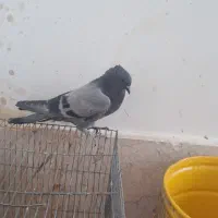 سبز