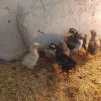 جوجه لاری