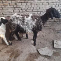 کوسفند با دوقلو بره