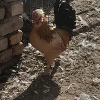 خروس بومی و برهما اصل|حیوانات مزرعه|کاشان, لتحر|دیوار