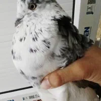 کبوتر معاوضه با ایرپاد یا فروش