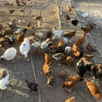 مرغ و خروس و غاز و قوغاز و اردک|حیوانات مزرعه|قزوین, |دیوار