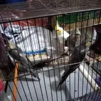 عروس هلندی جوجه|پرنده|اراک, |دیوار