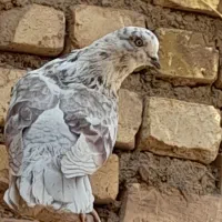 کفتر|پرنده|کوهپایه, |دیوار