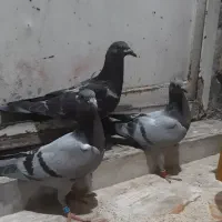 جوجه پلاکی