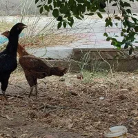 مرغ خروس لاری اصیل