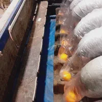 پلاستیک پیچی وگرمادرمانی|خدمات پیشه و مهارت|قائم‌شهر, |دیوار