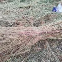 جارو|لوازم نظافت|نهاوند, |دیوار