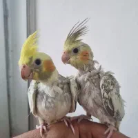 عروس هلندی دونخور فوق العاده رام ودستی|پرنده|چالوس, |دیوار