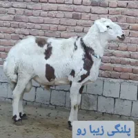 فروش گوسفند پرند وحومه