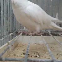 فروش عروس هلندی|پرنده|پاکدشت, پاکدشت (مامازند)|دیوار