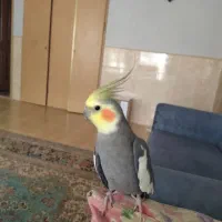عروس هلندی|پرنده|رفسنجان, |دیوار