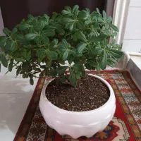 گل شفلرا