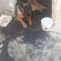 واگذاری سگ  ژرمن شولاین|سگ|مشهد, دوست آباد|دیوار