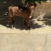 پیتبول|سگ|بندرعباس, |دیوار