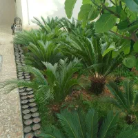 فروش سیکاس