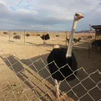 فروش مزرعه پروش شترمرغ مولد|فروش دفتر صنعتی، کشاورزی، تجاری|خور (اصفهان), |دیوار