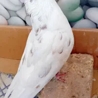 کبوتر گرفتنی