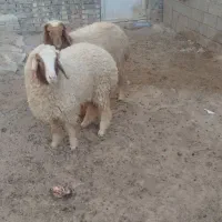 بره ماده|حیوانات مزرعه|اهواز, کمپلو جنوبی|دیوار