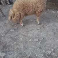 قوچ سنجابی|حیوانات مزرعه|کرمانشاه, |دیوار