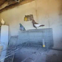 کبوتر یهودی شتری سایز بزرگ اصل