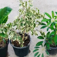 گل.کال ای|کنسول، بازی ویدئویی و آنلاین|بروجرد, |دیوار