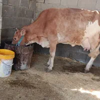 گاو بدون گوساله