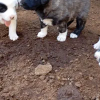 واگذاری توله