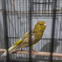 ماده قناری جفتی سهره