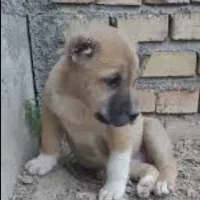 سگ توله خراسانی