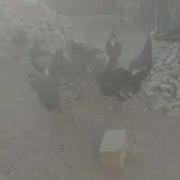 بو قلمون محلی|پرنده|دلبران, |دیوار