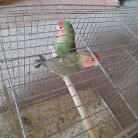 طوطی برزیلی|پرنده|کوزران, |دیوار