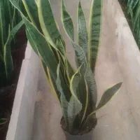 فروش عمده گل و گیاه