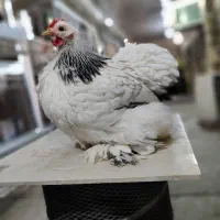 کوشین جاپنیز|حیوانات مزرعه|اصفهان, سروستان|دیوار