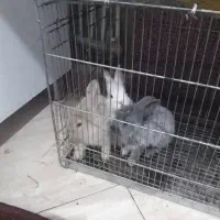 بجه  خرگوش|موش و خرگوش|گلبهار, شهر جدید گلبهار|دیوار