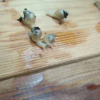 حلزون|خزنده|تهران, یافتآباد|دیوار