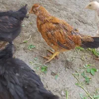 جوجه بوقلمون وجوجه مرغ