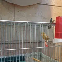 قناری شلاقی|پرنده|اصفهان, خواجو|دیوار