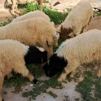 ۲۶عدد میش وبره